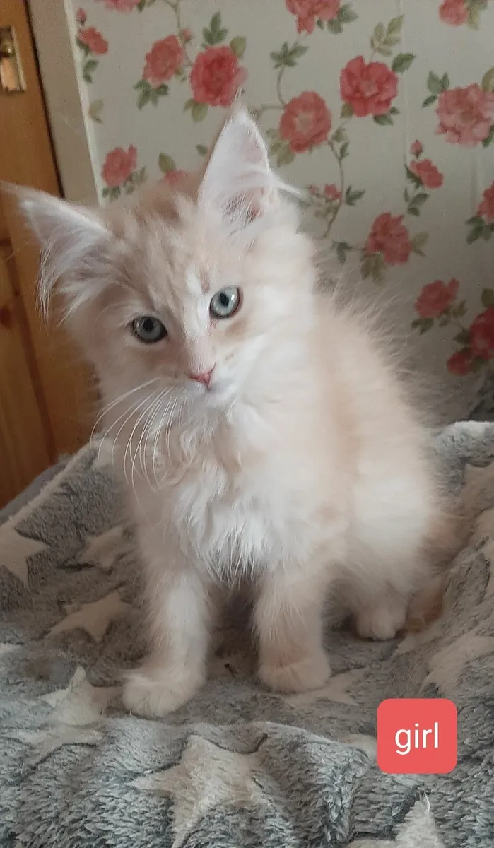Pure breed Maine Coon kittens Avaliable - Image 1