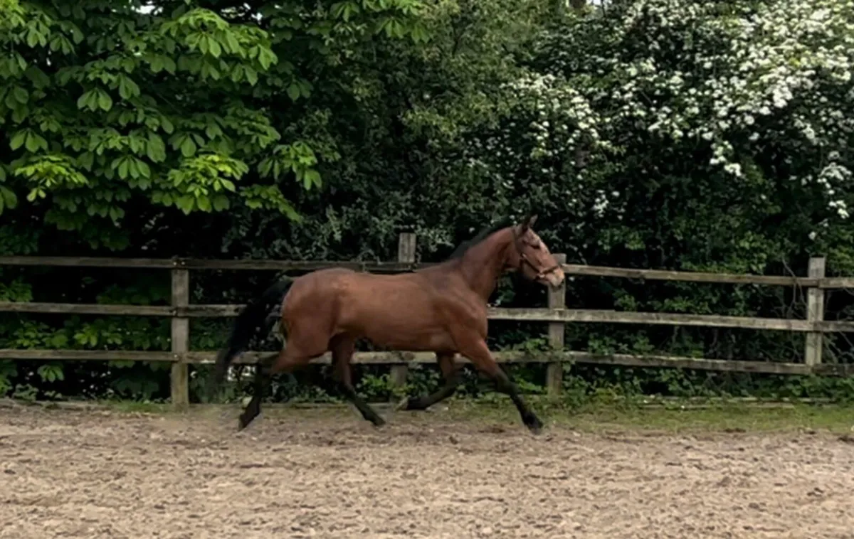 3yr old filly - Image 1