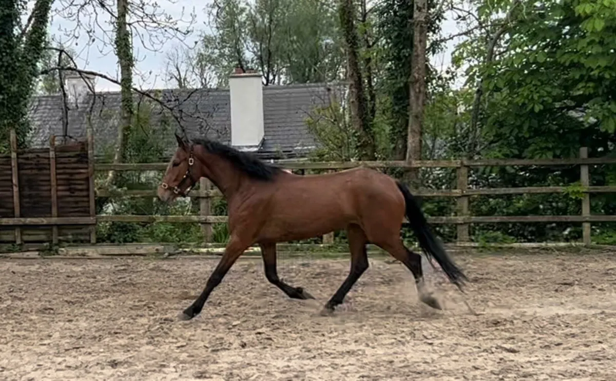 3yr old filly - Image 2