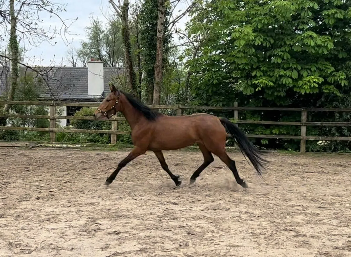 3yr old filly - Image 3