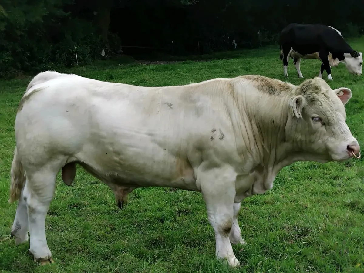 Charolais Bull - Image 1