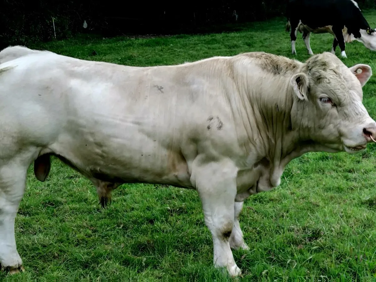 Charolais Bull - Image 3