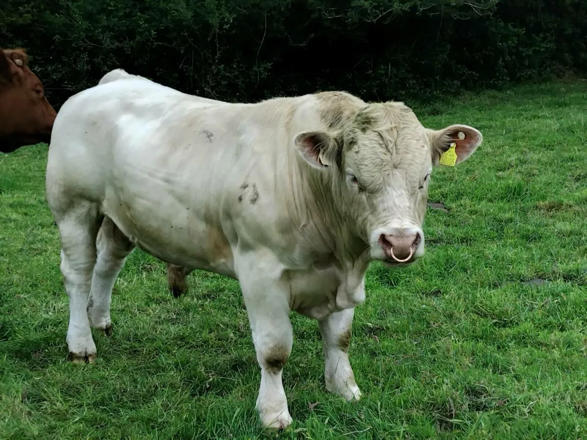 Charolais Bull - Image 4