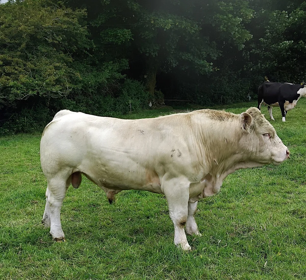 Charolais Bull - Image 2