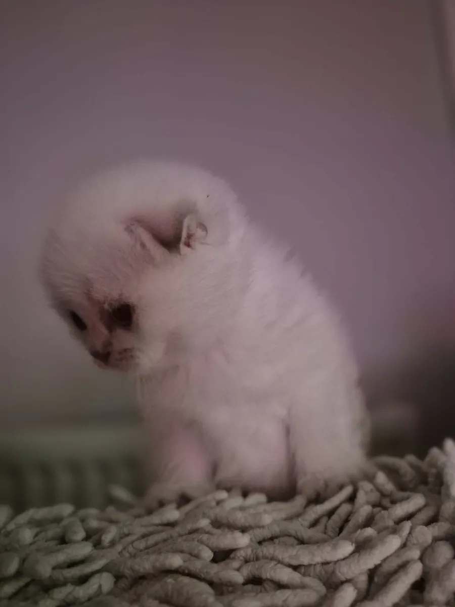 Scottish Fold and straight Colorpoint kittens - Image 4