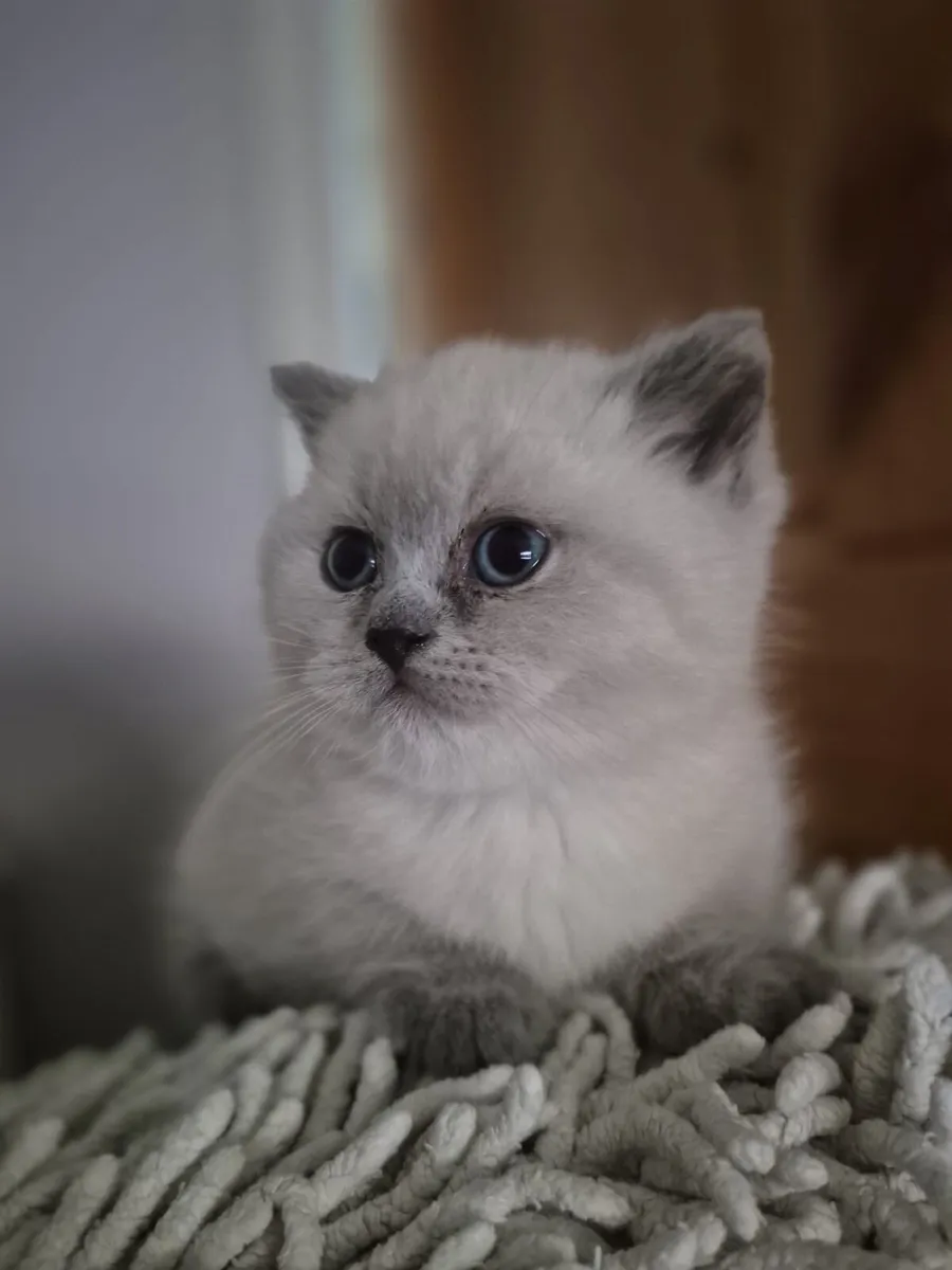 Scottish Fold and straight Colorpoint kittens - Image 2