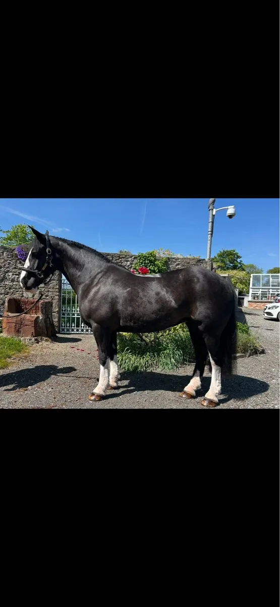 Dawn 15hh fun mare - Image 1