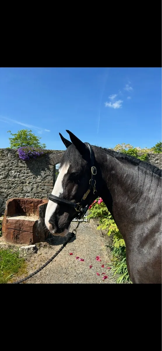Dawn 15hh fun mare - Image 2
