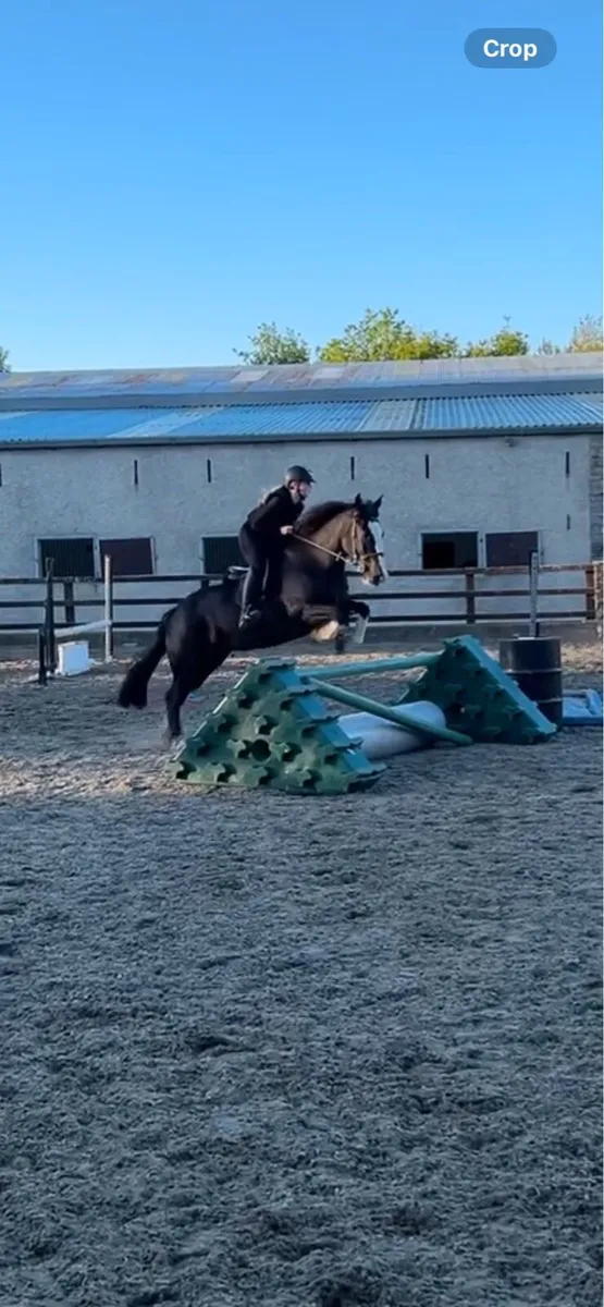 Dawn 15hh fun mare - Image 3