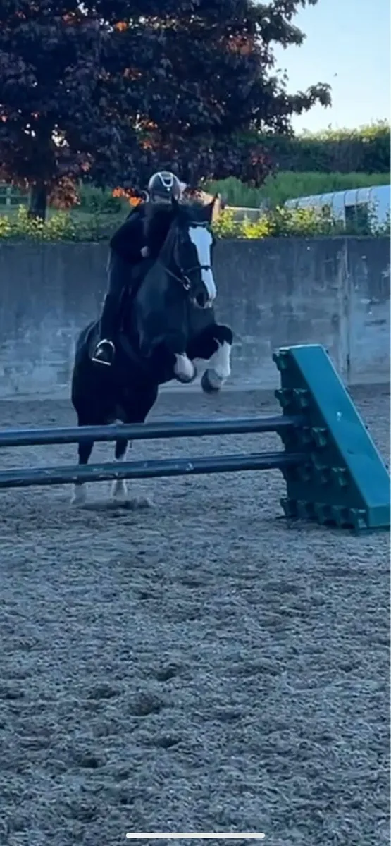 Dawn 15hh fun mare - Image 4