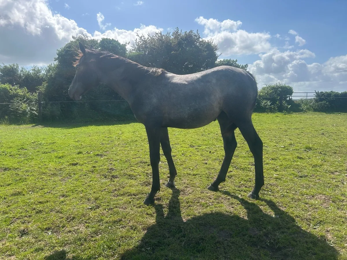 Way to Paris ex winning Martaline mare - Image 1