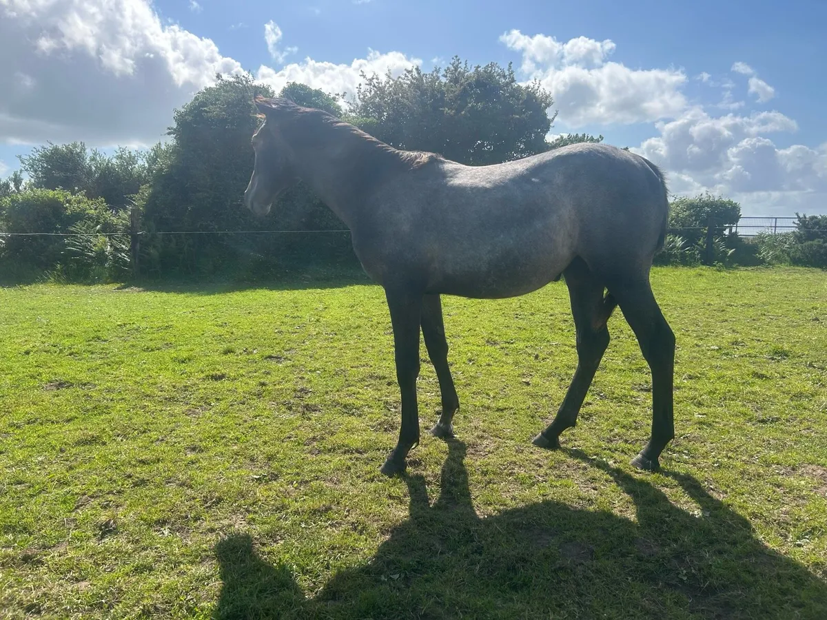 Way to Paris ex winning Martaline mare - Image 2