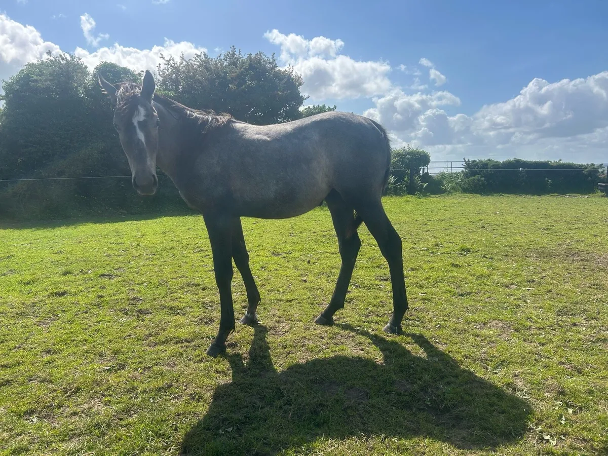 Way to Paris ex winning Martaline mare - Image 3