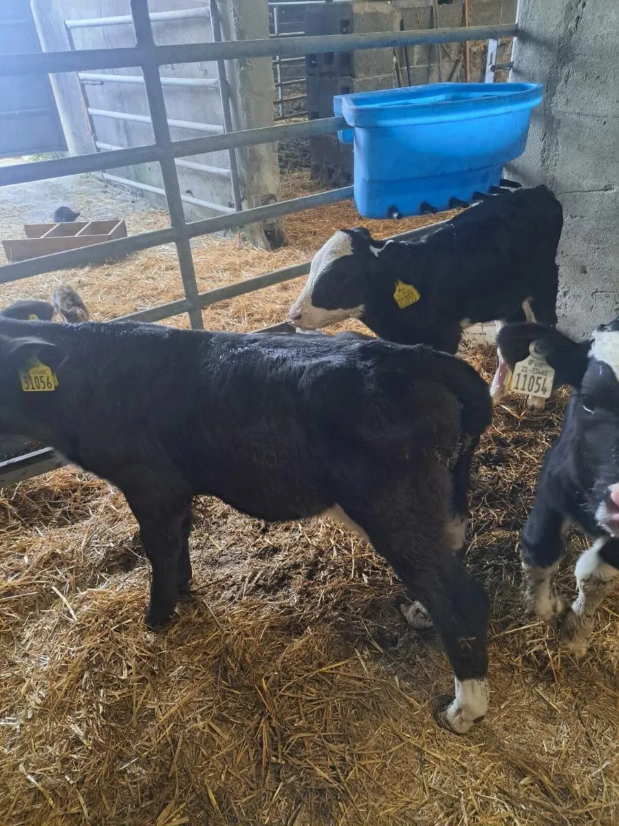 Bull calves - Image 1