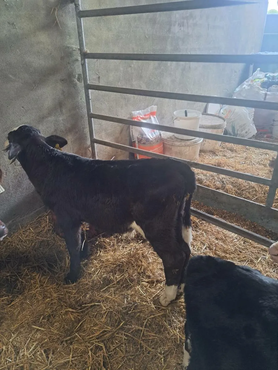 Bull calves - Image 2