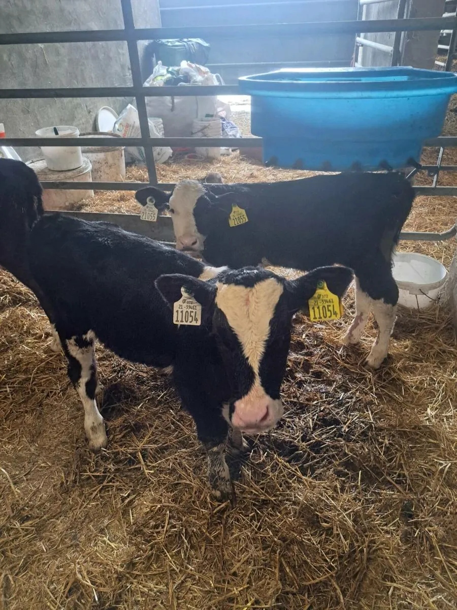 Bull calves - Image 3