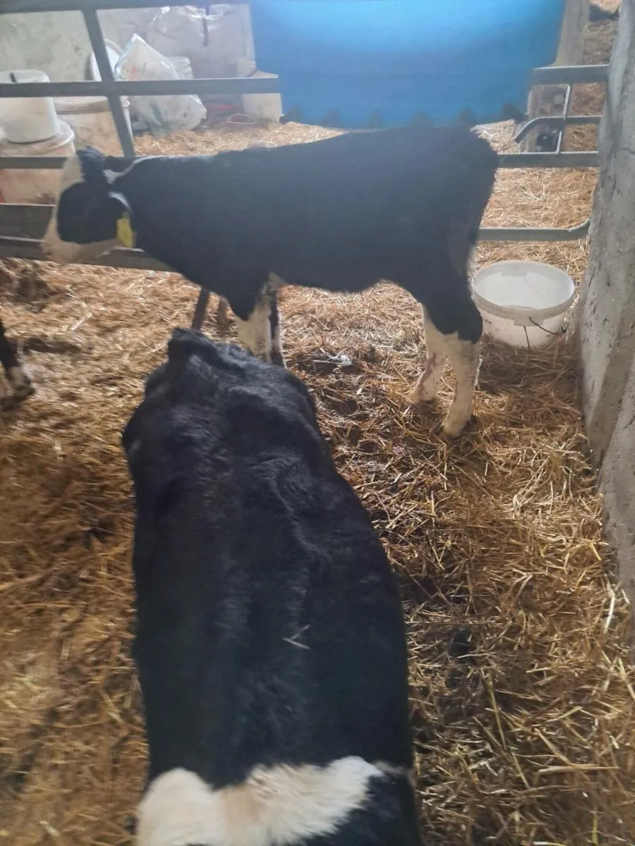 Bull calves - Image 4