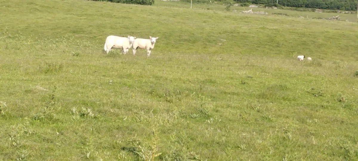 lambs - Image 1
