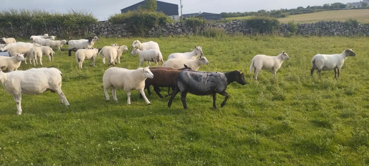 lambs - Image 2