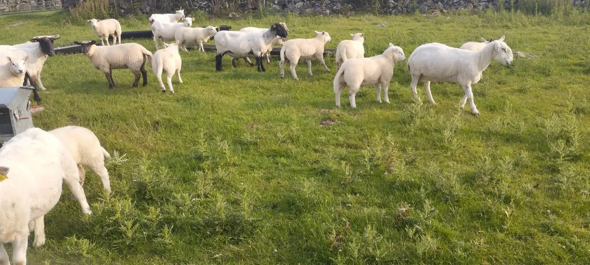 lambs - Image 3
