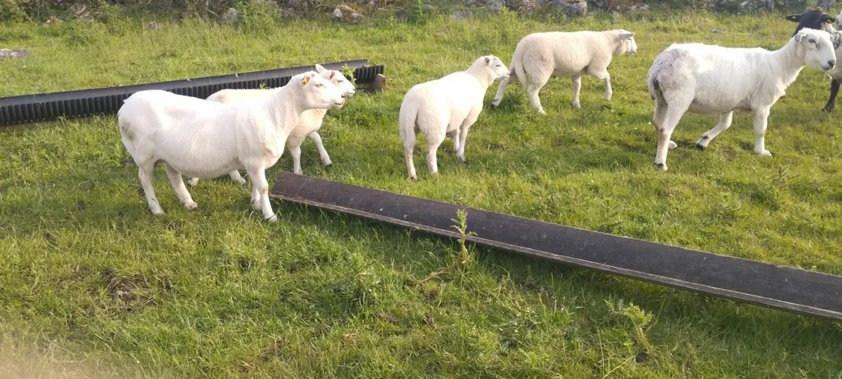 lambs - Image 4