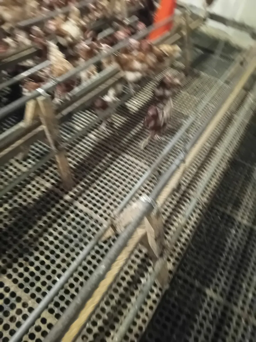 Poultry equipment - Image 3