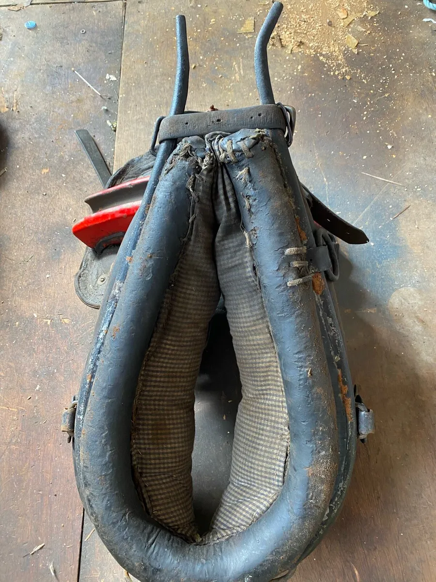 Donkey harness - Image 2