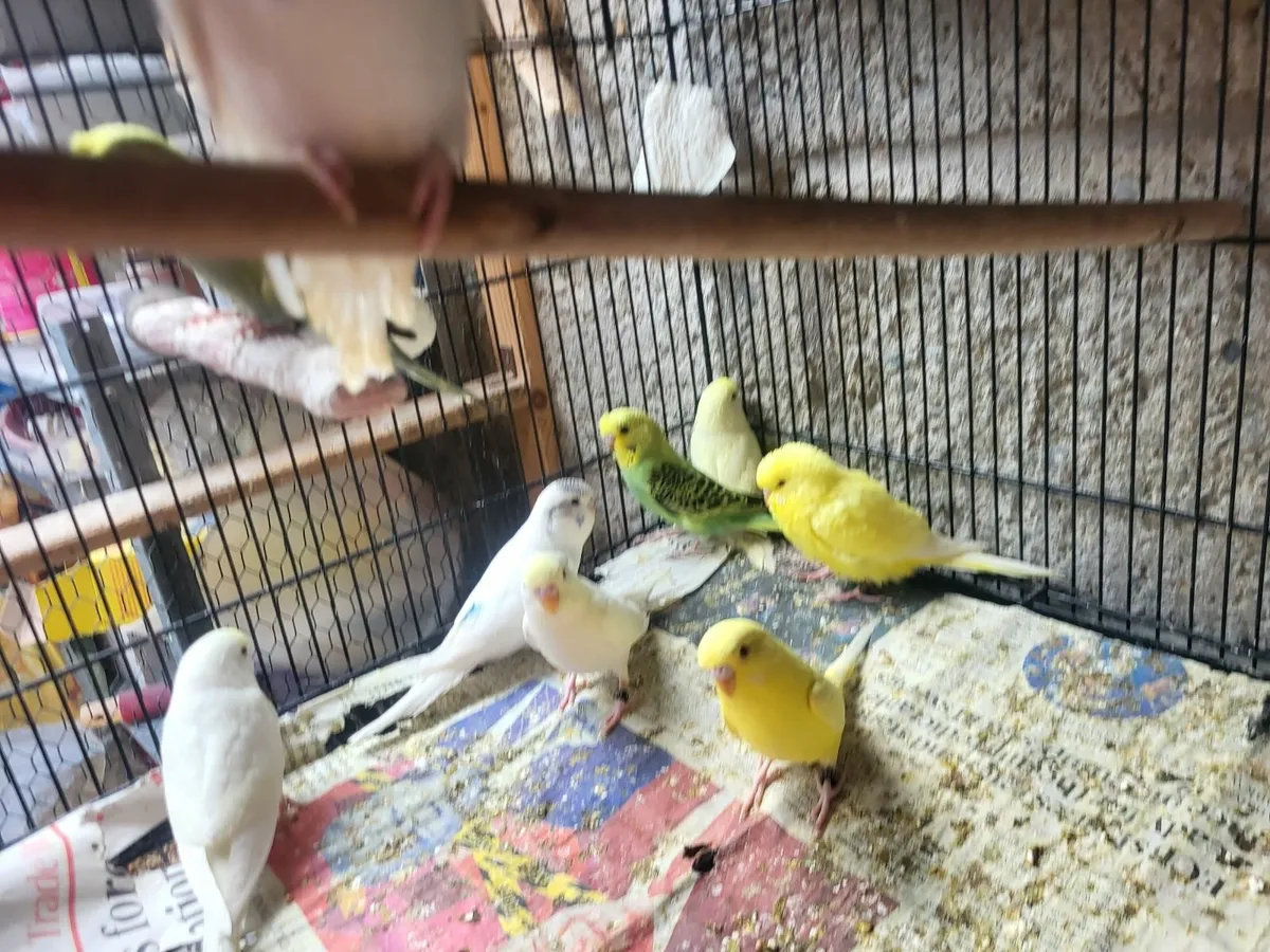 Budgies - Image 1