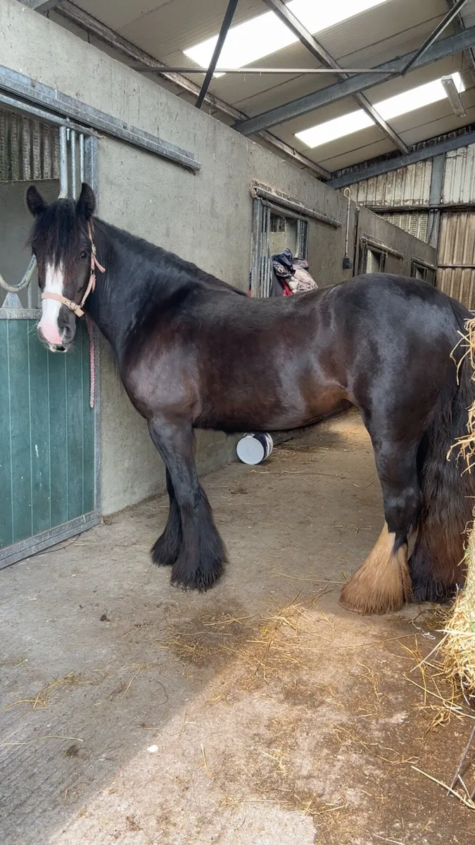 Show Cob Mare - Image 1