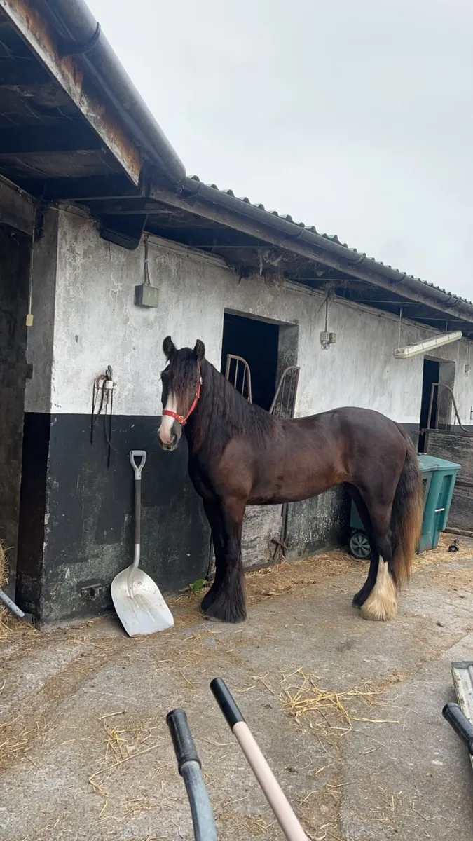 Show Cob Mare - Image 2