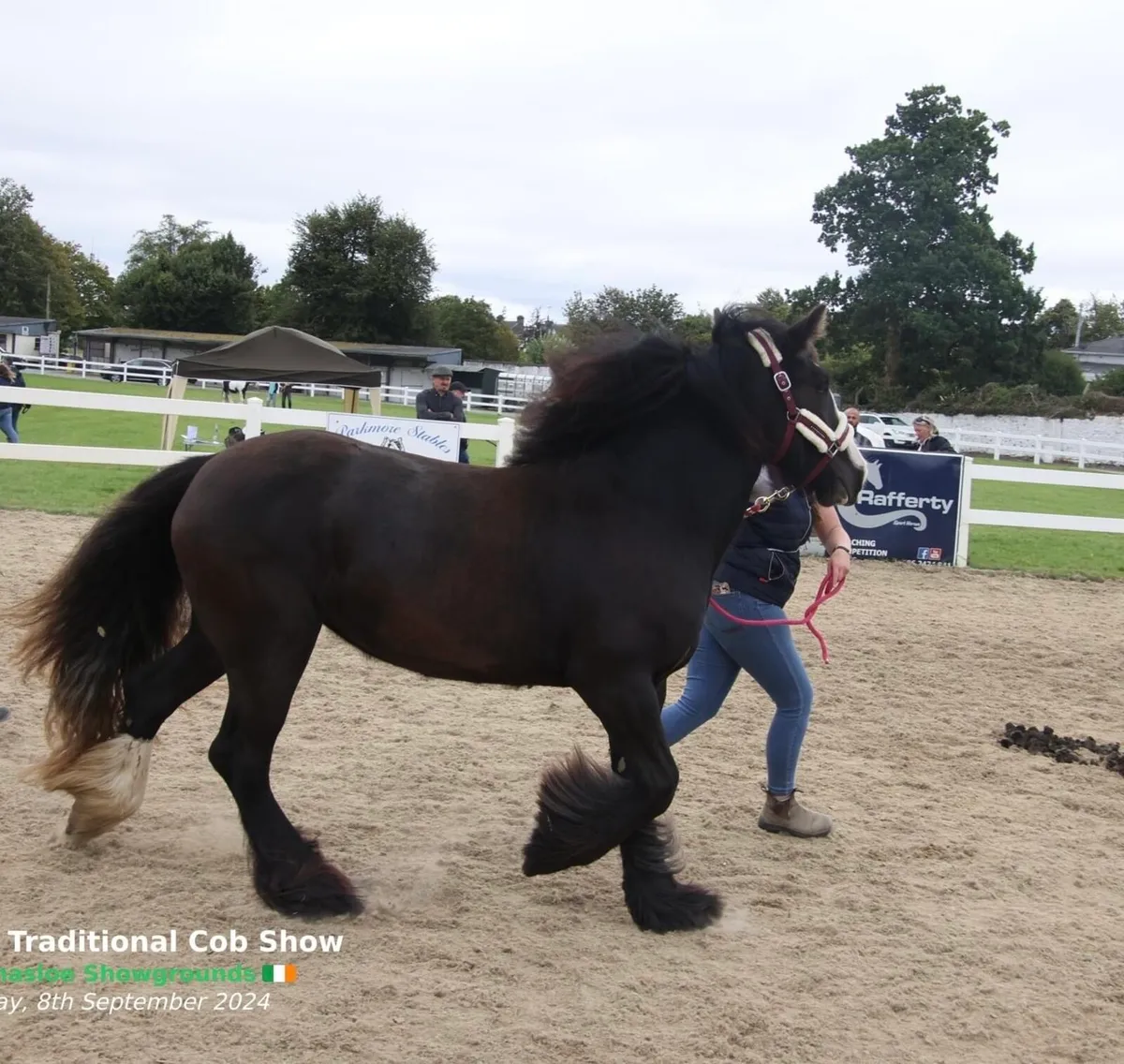Show Cob Mare - Image 4