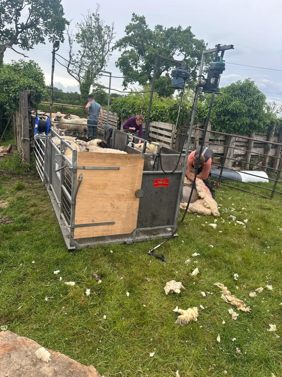 Sheep shearing