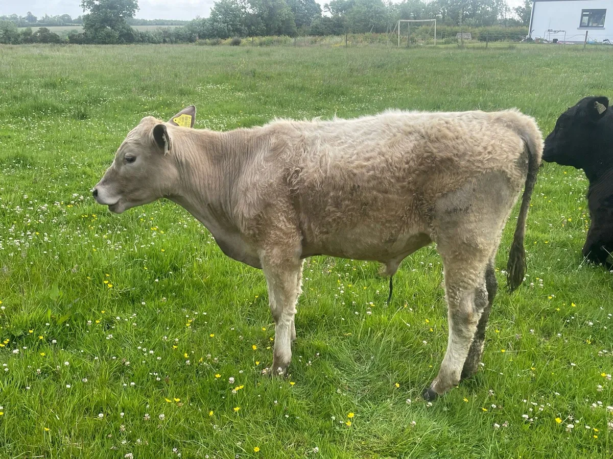 Weanling bulls and heifers - Image 2