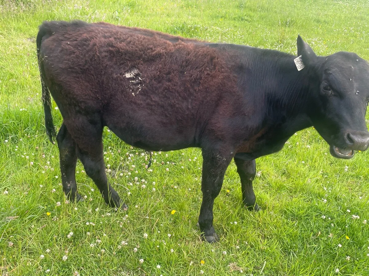 Weanling bulls and heifers - Image 3