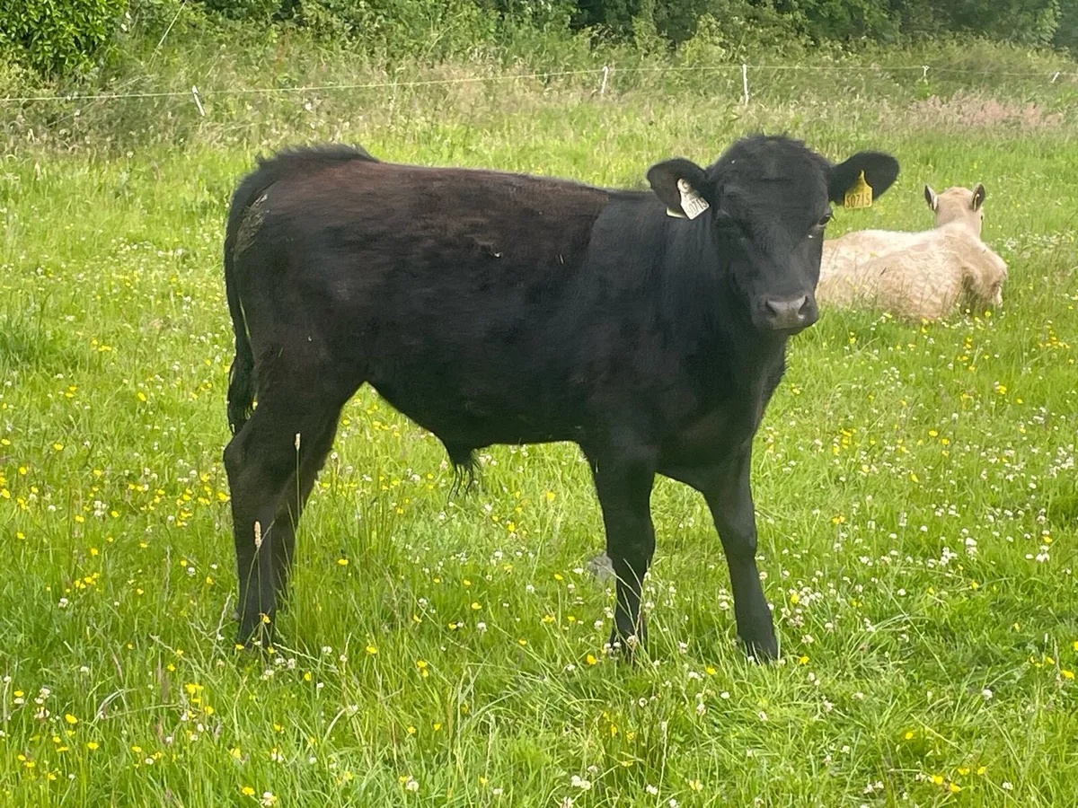 Weanling bulls and heifers - Image 1