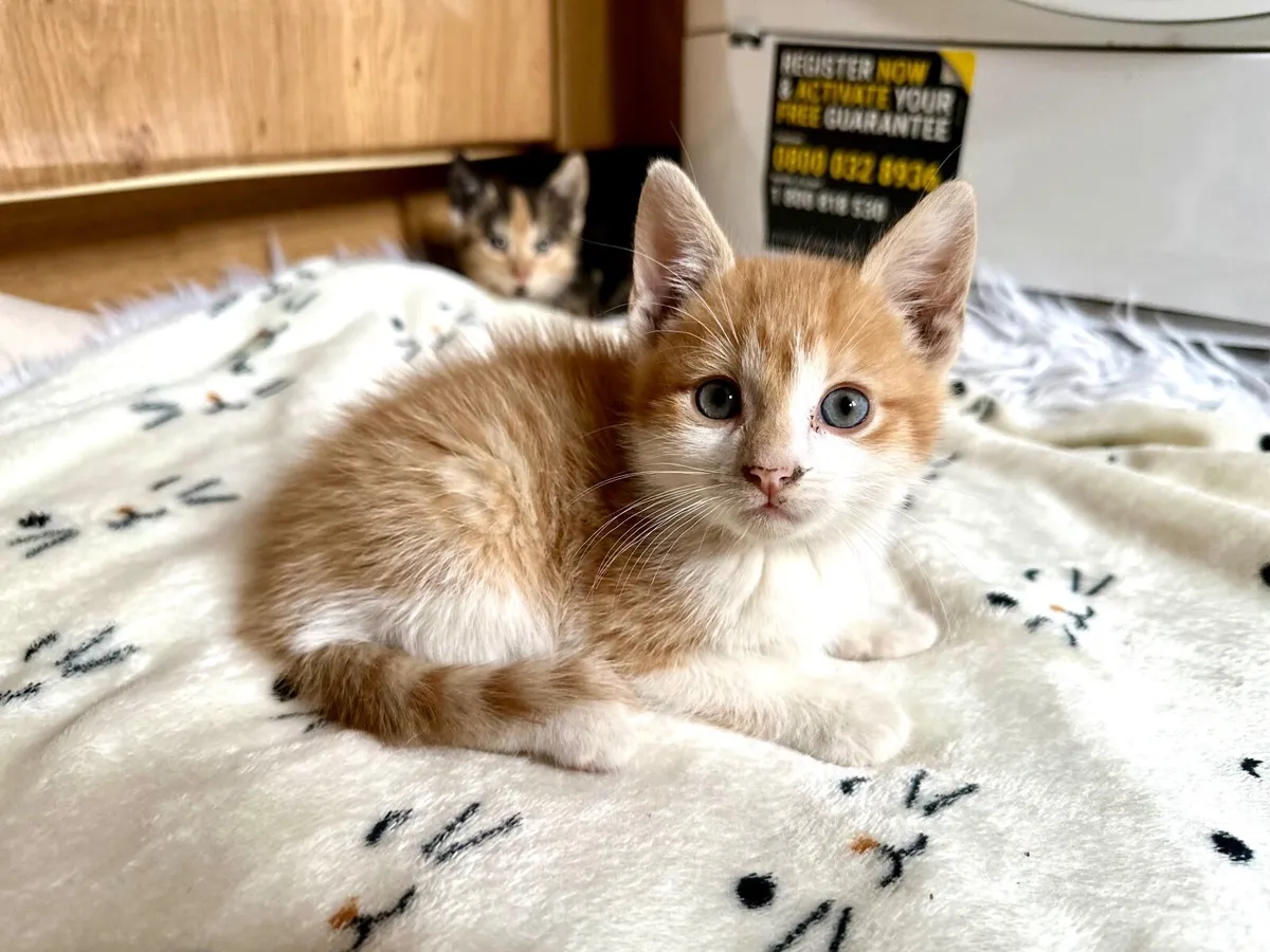 kittens - Image 2