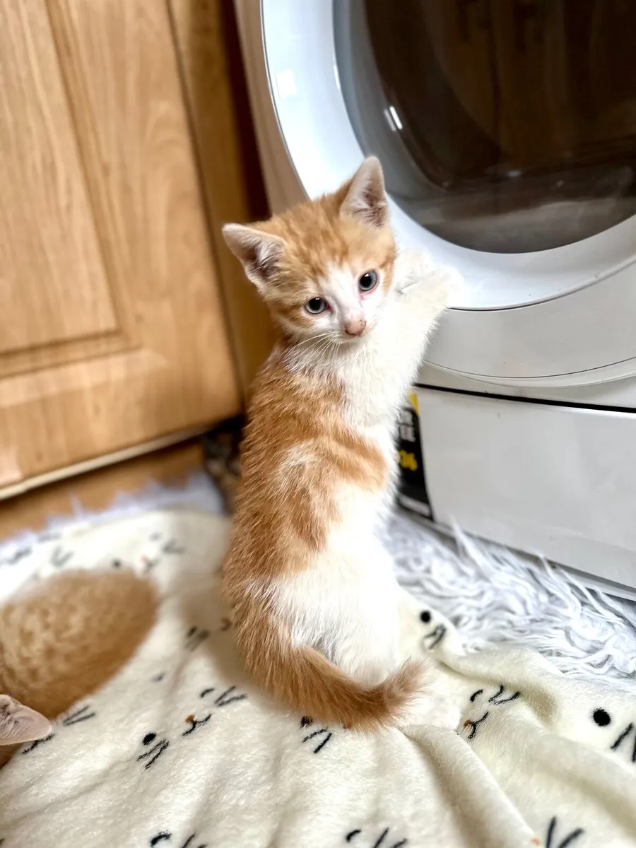 kittens - Image 1