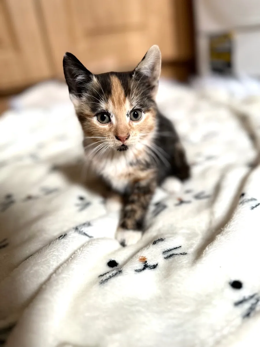 kittens - Image 3