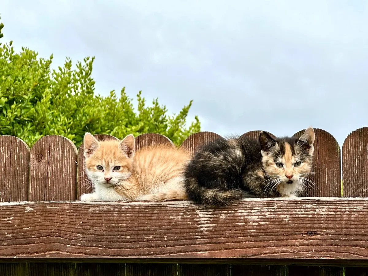 kittens - Image 4
