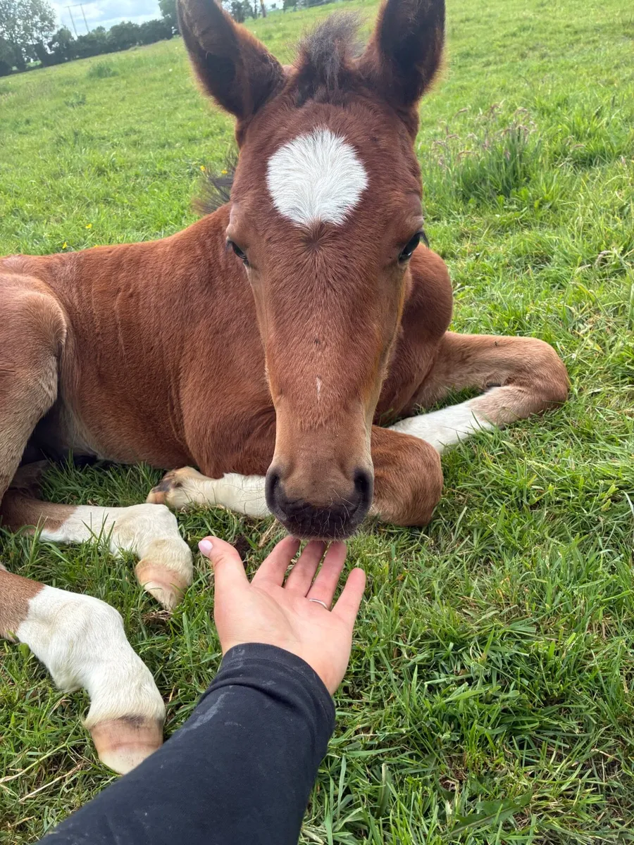 Showjumping Foal by Highway TN - Image 2