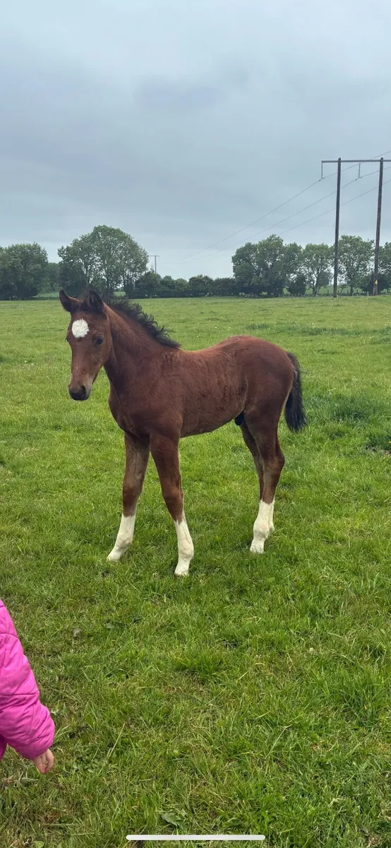 Showjumping Foal by Highway TN - Image 3