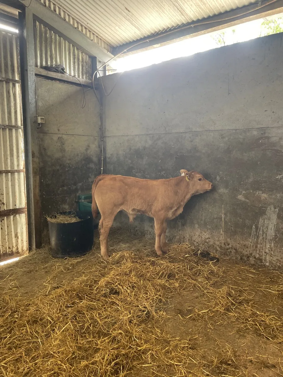 Limousin bull calf - Image 1
