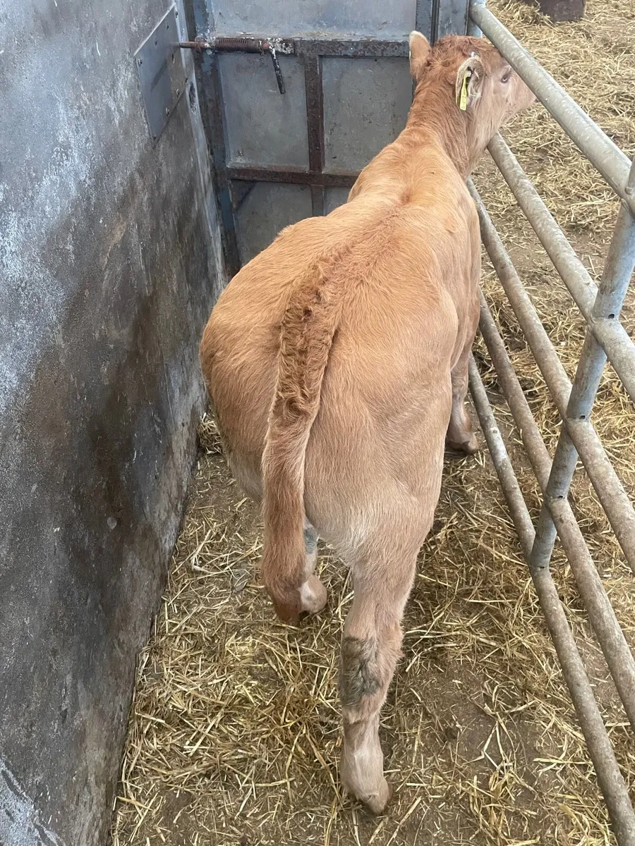 Limousin bull calf - Image 2