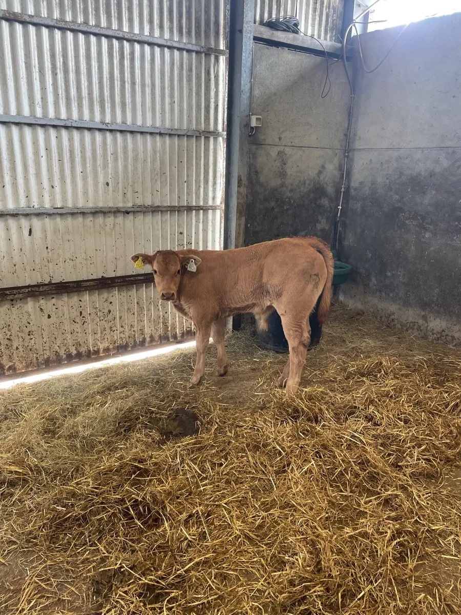 Limousin bull calf - Image 3