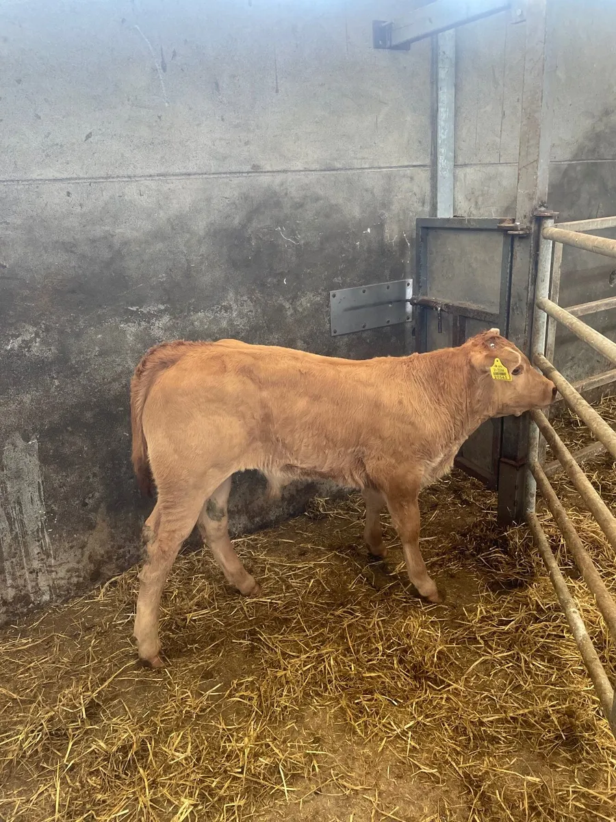 Limousin bull calf - Image 4