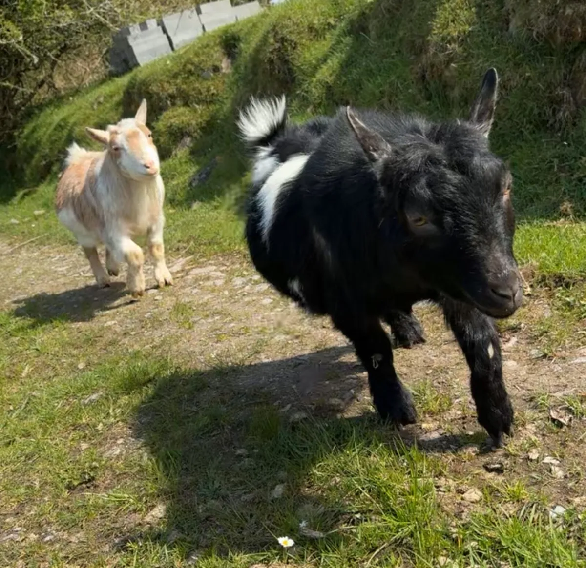 Pygmy goats - Image 1