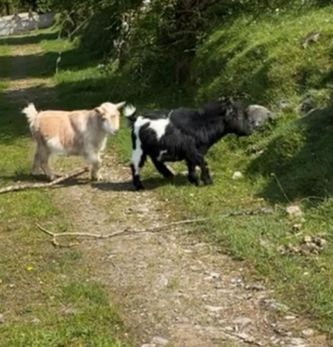 Pygmy goats - Image 2