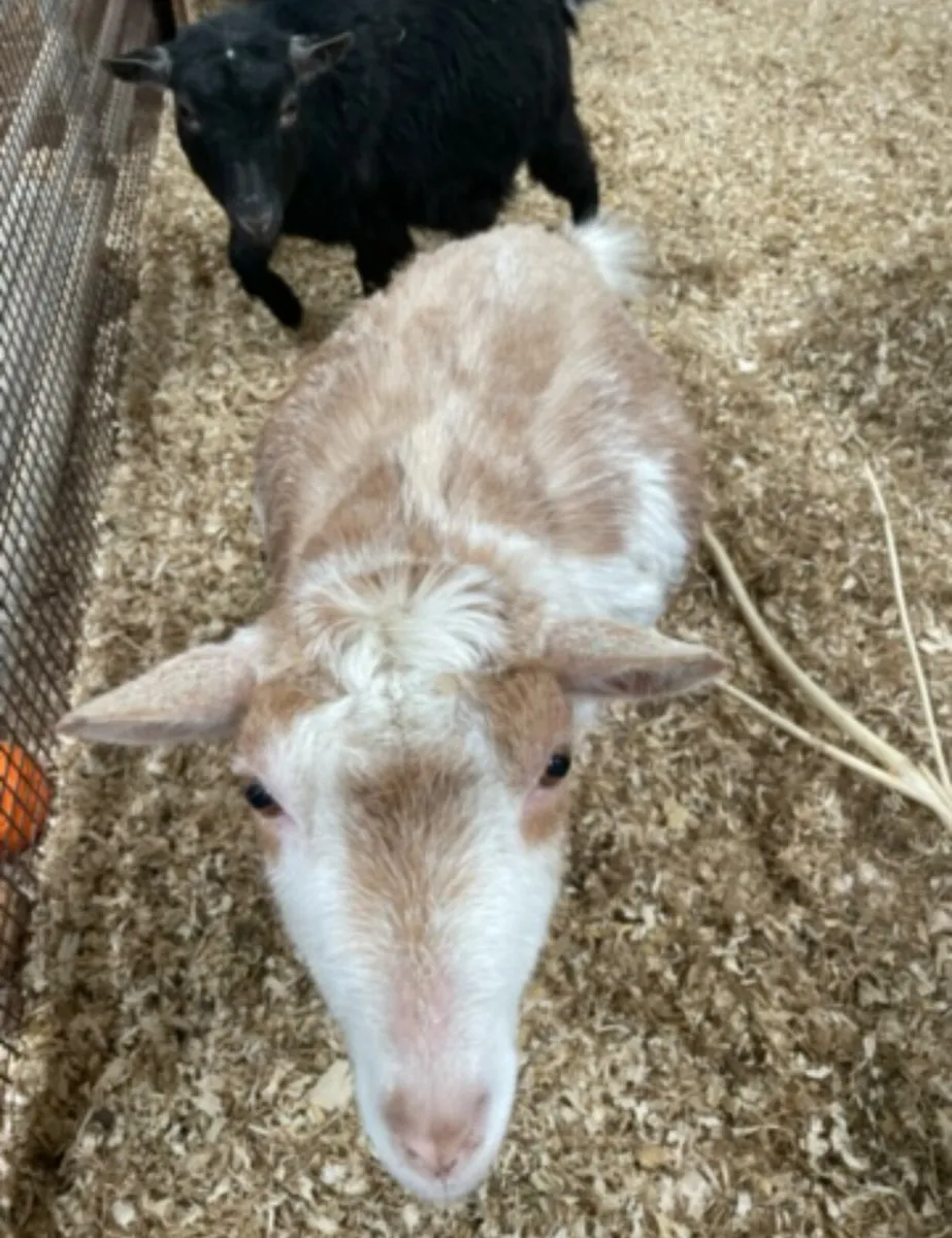 Pygmy goats - Image 3