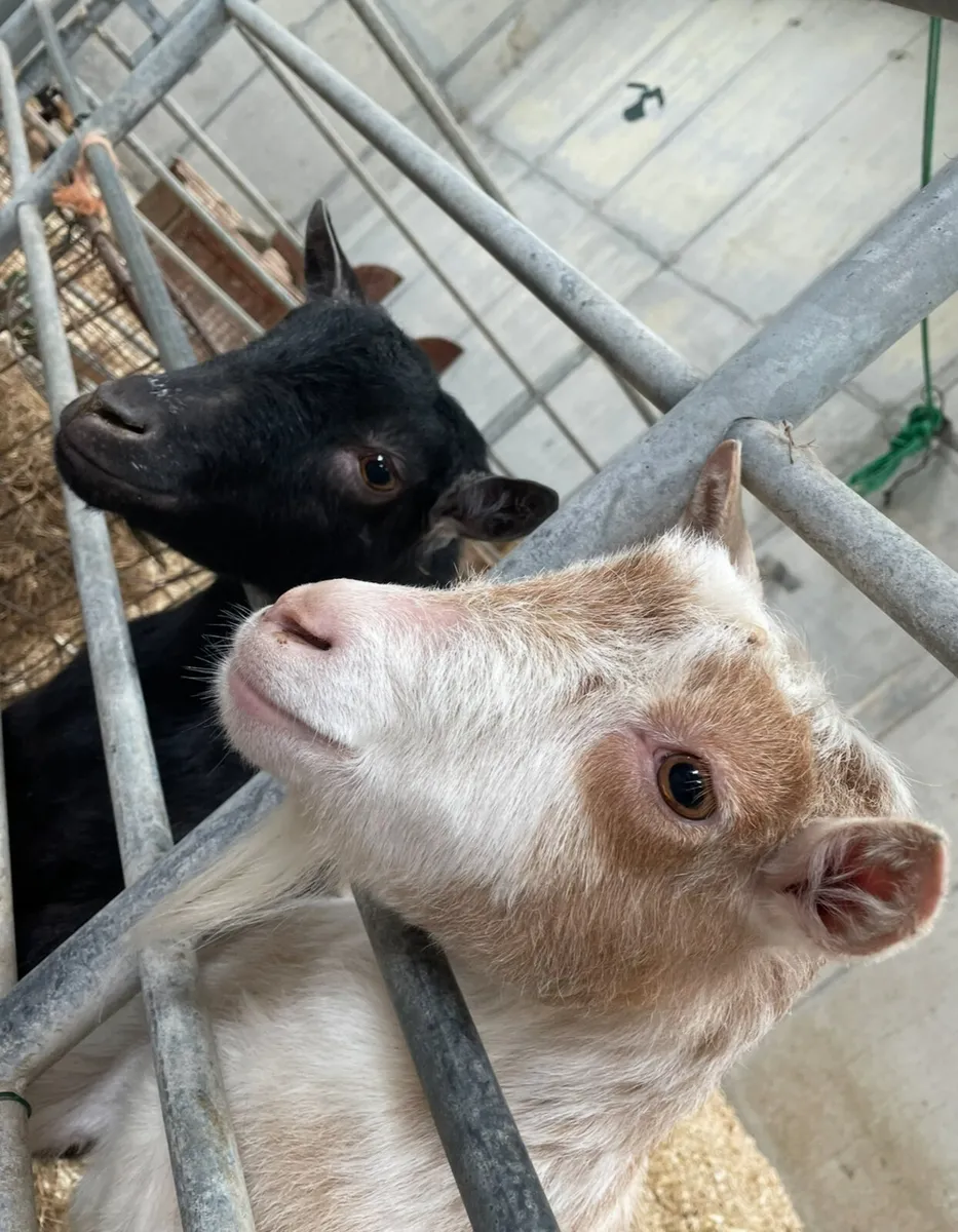 Pygmy goats - Image 4