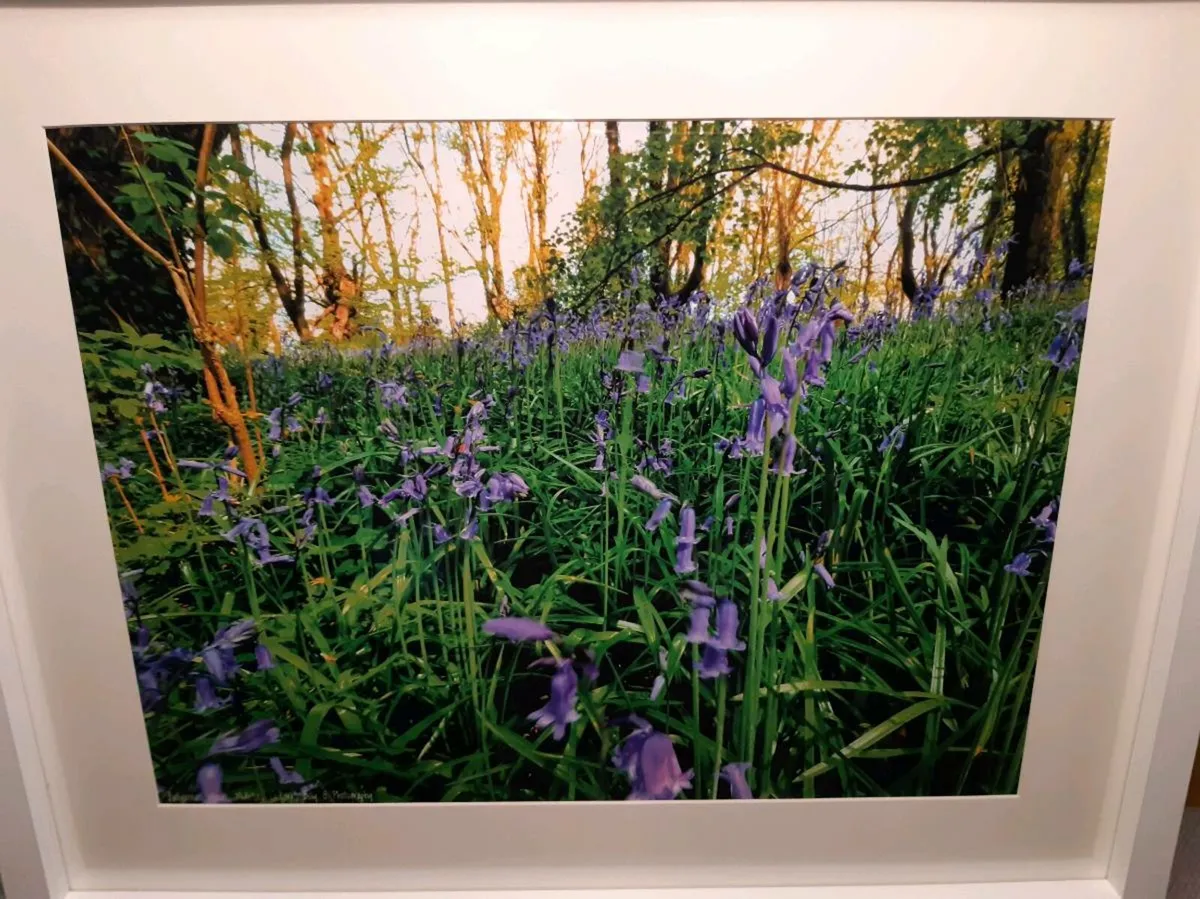 Ballyannan Woods, Midleton - Image 3